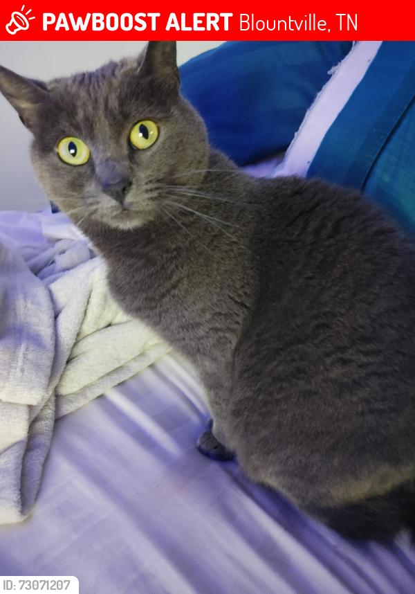Lost Female Cat last seen Near hamilton, Blountville, TN 37617