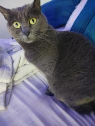Lost Female Cat last seen Near hamilton, Blountville, TN 37617