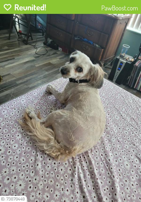 Reunited Male Dog last seen Near lake ave SE and Fulton, Largo, FL 33771