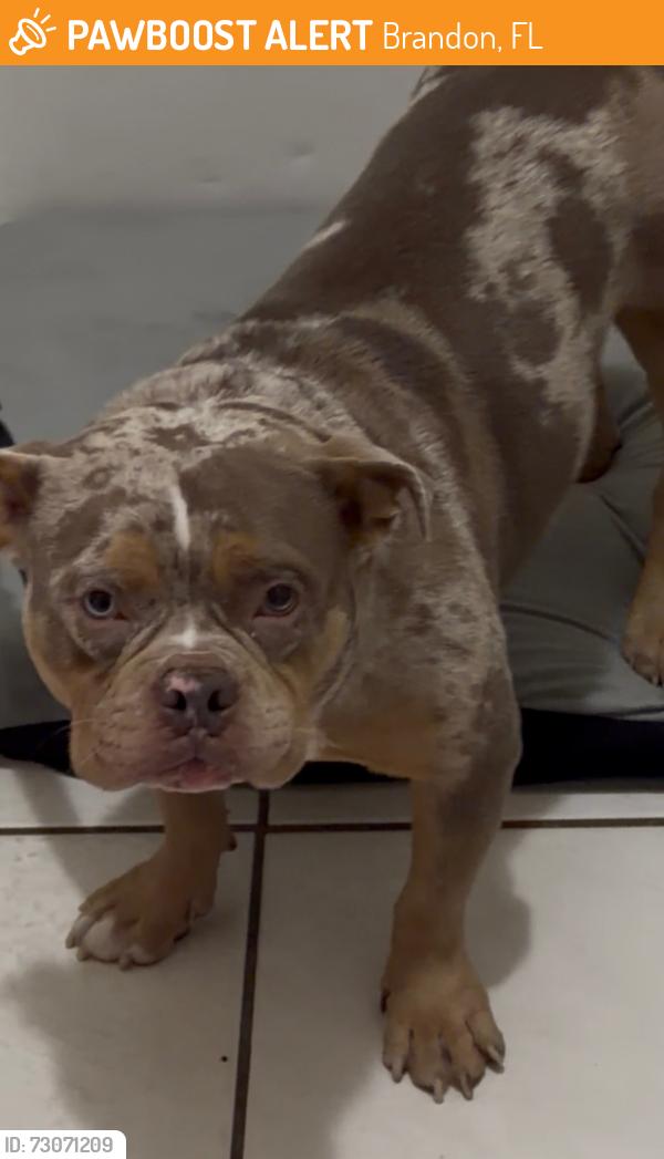 Found/Stray Male Dog last seen Coolmont dr Brandon, Brandon, FL 33511
