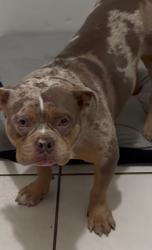 Found/Stray Male Dog last seen Coolmont dr Brandon, Brandon, FL 33511