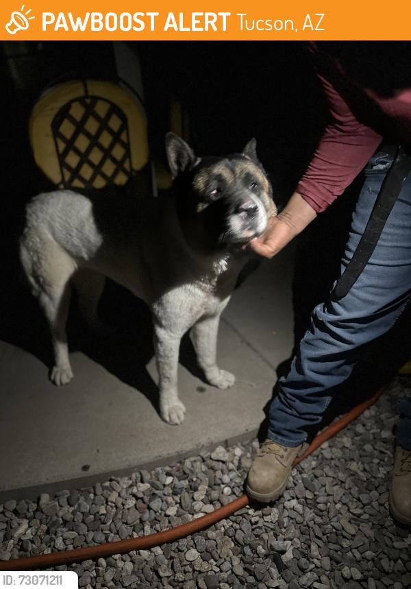 Found/Stray Female Dog last seen 22nd-Craycroft-29st, Tucson, AZ 85711