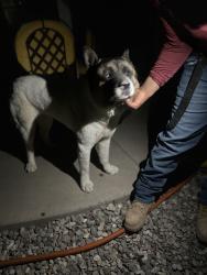 Found/Stray Female Dog last seen 22nd-Craycroft-29st, Tucson, AZ 85711