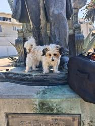 Lost Female Dog last seen Harbor and O Farrell st San Pedro, Los Angeles, CA 90731