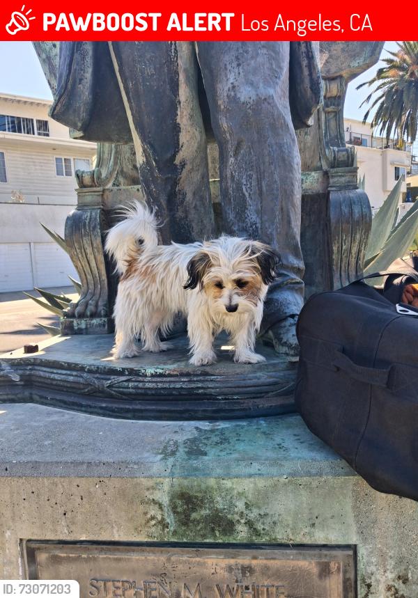 Lost Female Dog last seen Harbor and O Farrell st San Pedro, Los Angeles, CA 90731