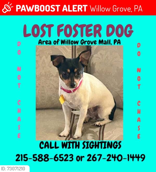 Lost Female Dog last seen WILLOW grove mall, Willow Grove, PA 19001