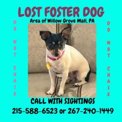 Lost Female Dog last seen WILLOW grove mall, Willow Grove, PA 19001