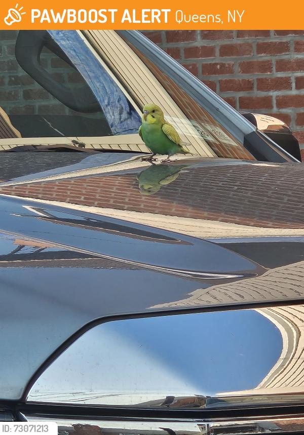 Found/Stray Unknown Bird last seen 76th street and 68th Ave, Middle Village, Queens, NY 11379