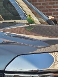 Found/Stray Unknown Bird last seen 76th street and 68th Ave, Middle Village, Queens, NY 11379