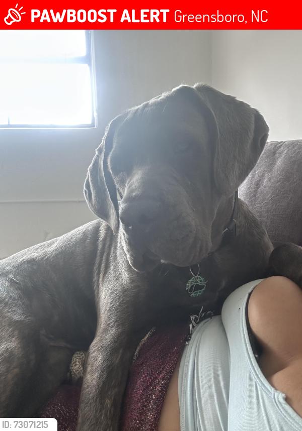 Lost Male Dog last seen Summit and hicone, Greensboro, NC 27405