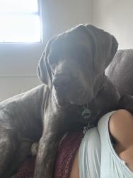 Lost Male Dog last seen Summit and hicone, Greensboro, NC 27405