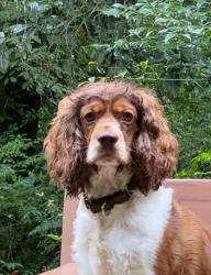 Reunited Male Dog last seen Harring Street and Martin Luther King Blvd, Green Cove Springs, FL 32043