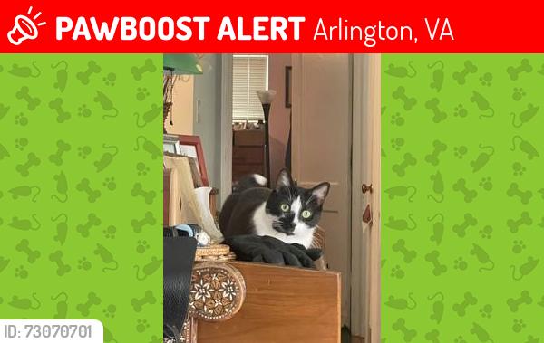 Lost Male Cat last seen 28th St N and Quantico St, Arlington, VA 22207