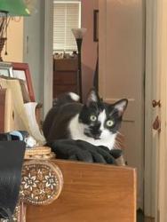 Lost Male Cat last seen 28th St N and Quantico St, Arlington, VA 22207
