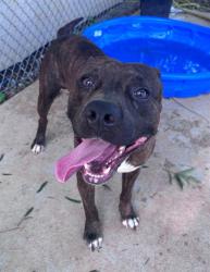 Shelter Stray Male Dog last seen CHARLOTTE, 8315 Byrum Dr, Charlotte, NC 28217, USA