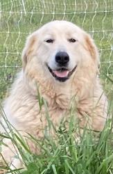 Reunited Female Dog last seen Dunklin Bridge and McKelvey Rd, Pelzer, SC 29669