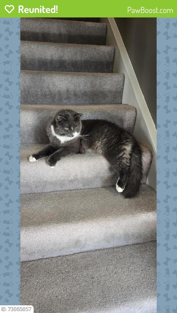 Reunited Male Cat last seen Near Silverleaf Drive, Sterling, VA 20164