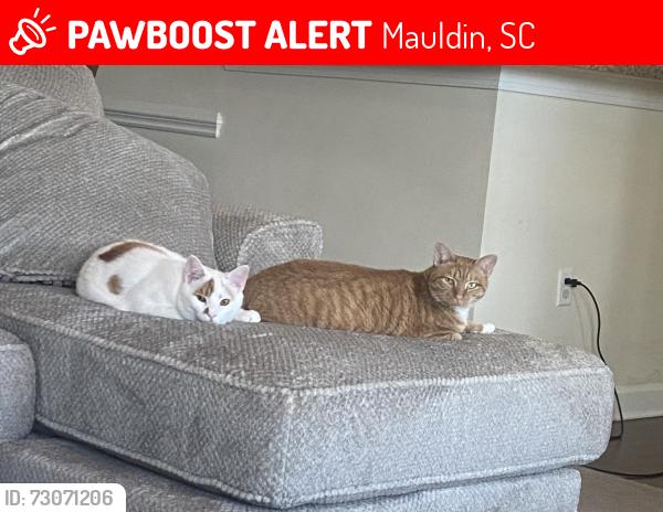 Lost Male Cat last seen Aster apmts, Mauldin, SC 29662
