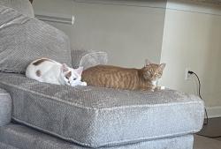 Lost Male Cat last seen Aster apmts, Mauldin, SC 29662