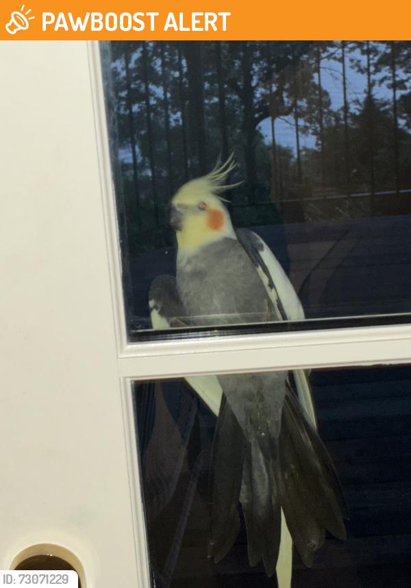 Found/Stray Unknown Bird last seen Outside, Anne Arundel County, MD 21409