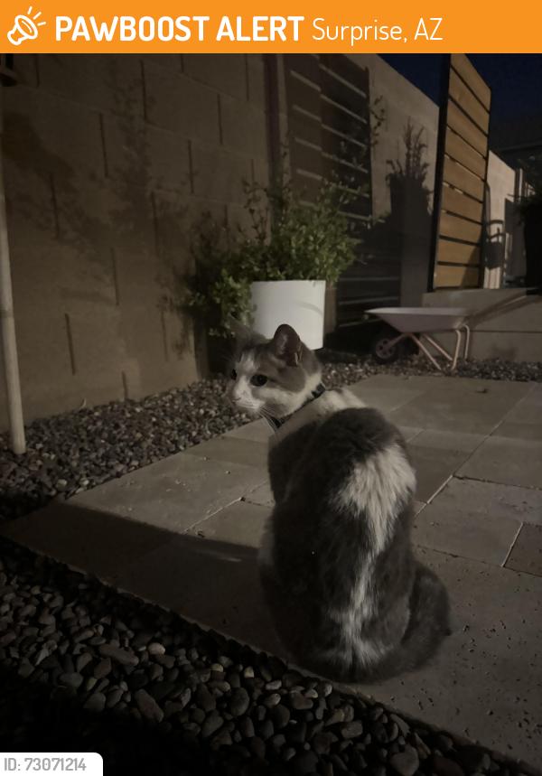 Found/Stray Unknown Cat last seen Cotton lane and cactus rd surprise AZ 85388, Surprise, AZ 85388