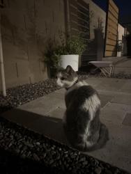Found/Stray Unknown Cat last seen Cotton lane and cactus rd surprise AZ 85388, Surprise, AZ 85388
