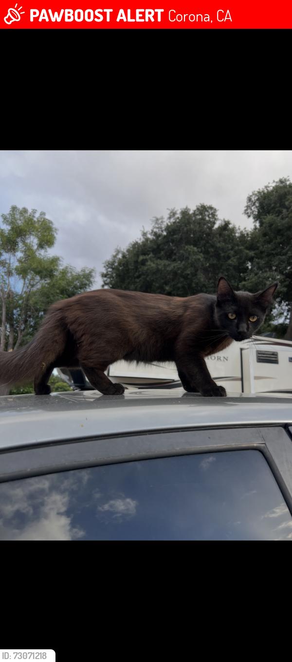 Lost Male Cat last seen Glen Ivy, Corona, CA 92883