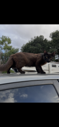 Lost Male Cat last seen Glen Ivy, Corona, CA 92883