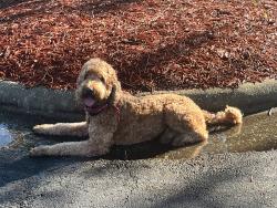 Lost Unknown Dog last seen Owen Drive and Boone Trail, Fayetteville, NC 28306