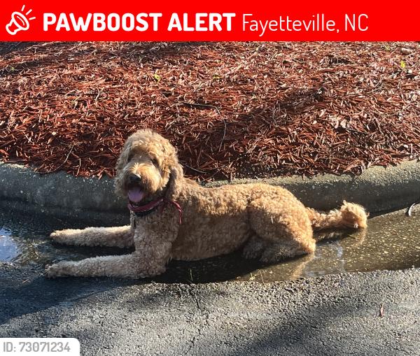 Lost Unknown Dog last seen Owen Drive and Boone Trail, Fayetteville, NC 28306