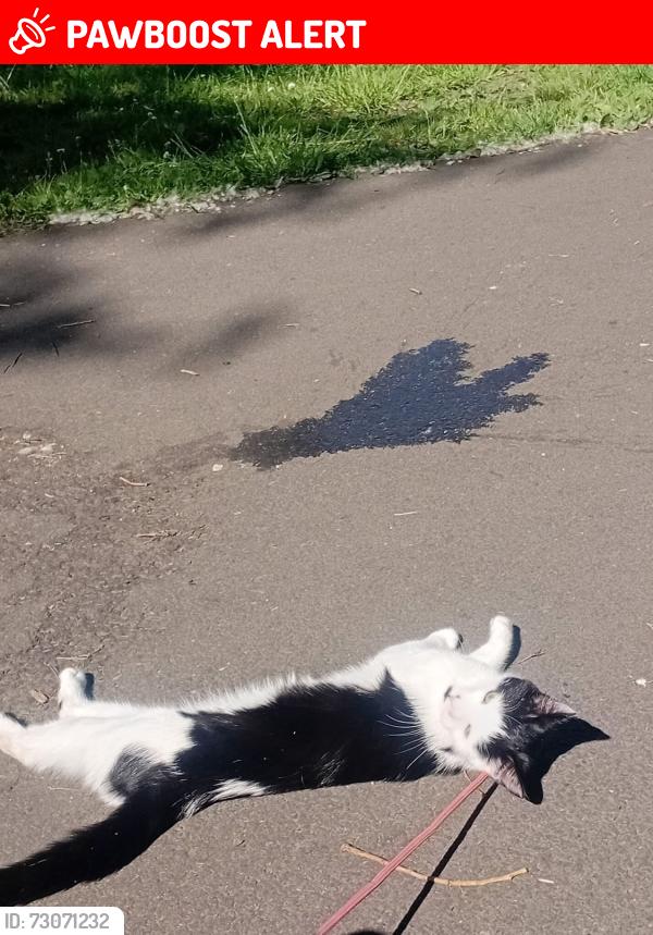 Lost Female Cat last seen Gunn road, Falkirk, Scotland FK3 8RN