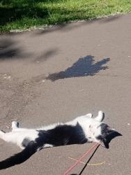 Lost Female Cat last seen Gunn road, Falkirk, Scotland FK3 8RN