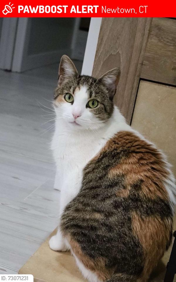 Lost Female Cat last seen dinglebrook ln, hanover rd, Newtown, CT 06470