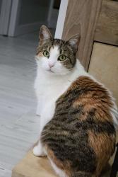 Lost Female Cat last seen dinglebrook ln, hanover rd, Newtown, CT 06470