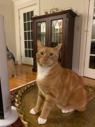 Lost Male Cat last seen Frost St and Prentiss St, Cambridge, MA 02138