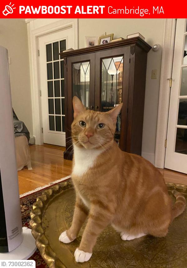 Lost Male Cat last seen Frost St and Prentiss St, Cambridge, MA 02138