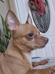 Lost Male Dog last seen Near and chimney hills , Houston, TX 77041