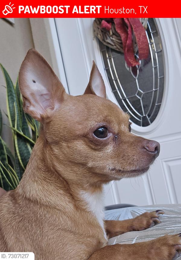 Lost Male Dog last seen Near and chimney hills , Houston, TX 77041