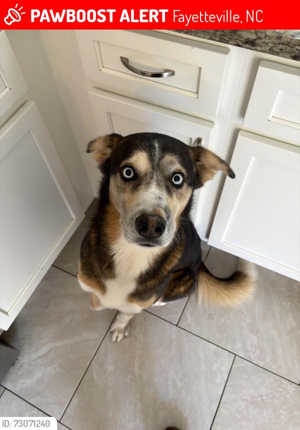 Lost Male Dog last seen Rosehill Rd and Stacey Weaver, Fayetteville, NC 28311