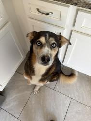 Lost Male Dog last seen Rosehill Rd and Stacey Weaver, Fayetteville, NC 28311