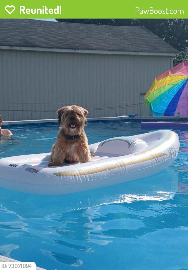 Reunited Male Dog last seen Near Baptist Church Rd, Spring City, PA 19475, USA, Spring City, PA 19475