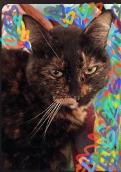 Lost Female Cat last seen Seven cedars casino, Blyn, WA 98382