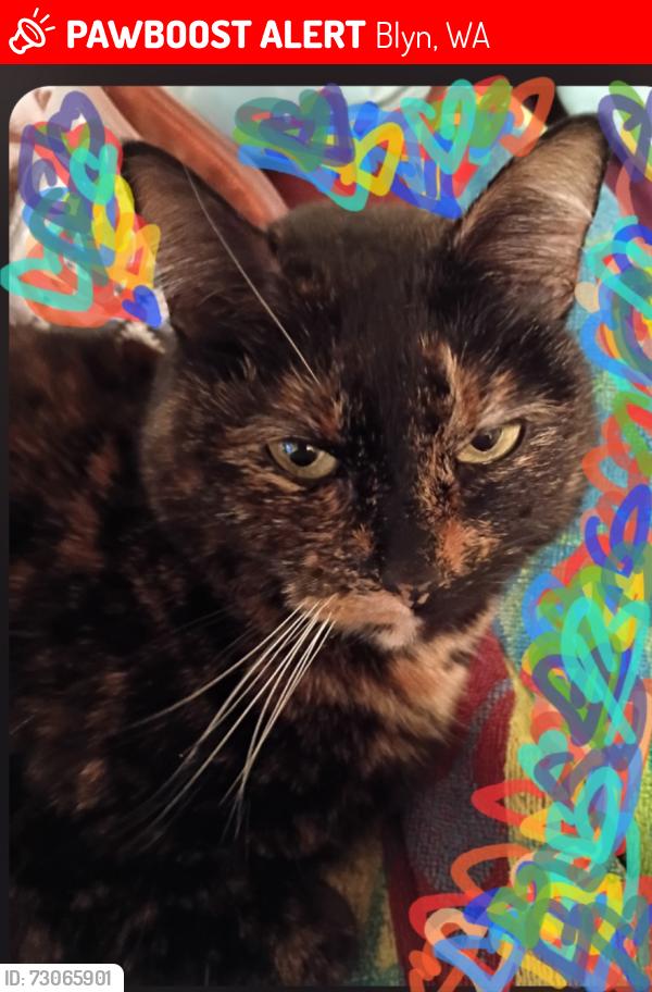 Lost Female Cat last seen Seven cedars casino, Blyn, WA 98382