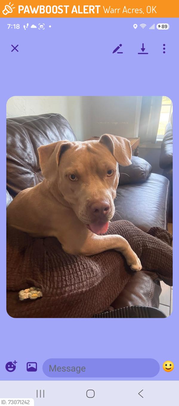 Found/Stray Female Dog last seen Near Warr Acres Library, Warr Acres, OK 73122