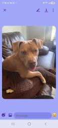 Found/Stray Female Dog last seen Near Warr Acres Library, Warr Acres, OK 73122