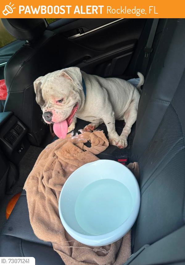 Found/Stray Male Dog last seen Barton boulevard, Rockledge, FL 32955