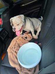 Found/Stray Male Dog last seen Barton boulevard, Rockledge, FL 32955