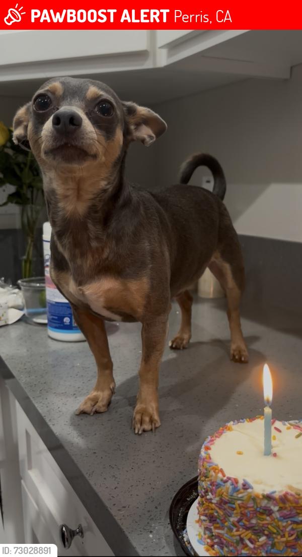 Lost Male Dog last seen Near Old Elsinore Rd, Perris, CA 92570, Perris, CA 92570