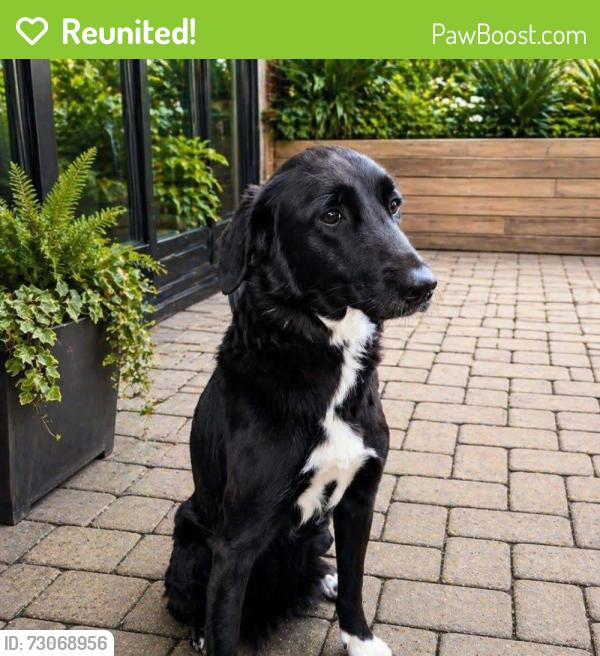 Reunited Female Dog last seen Harlem towards Niles , Chicago, IL 60631