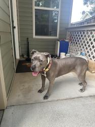 Found/Stray Female Dog last seen Lincoln St and Anderson St, Greenville, SC 29601